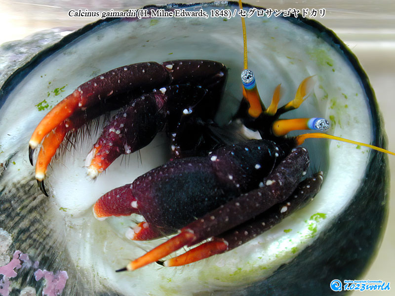 セグロサンゴヤドカリ/Calcinus gaimardii