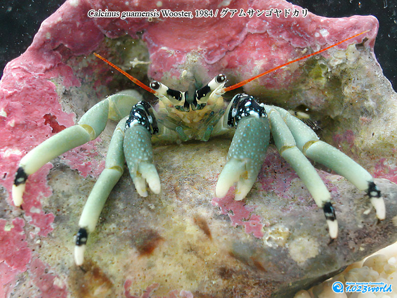 グアムサンゴヤドカリ/Calcinus guamensis