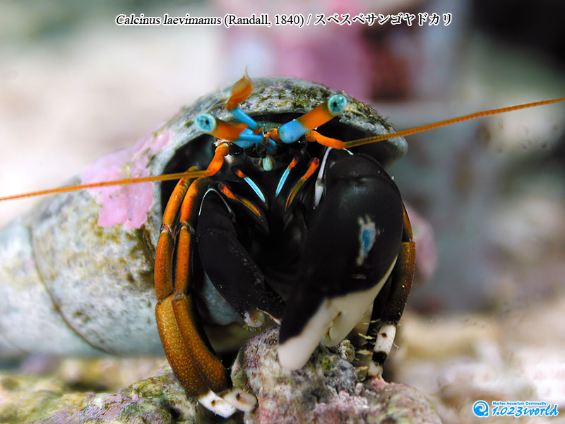 スベスベサンゴヤドカリ/Calcinus laevimanus