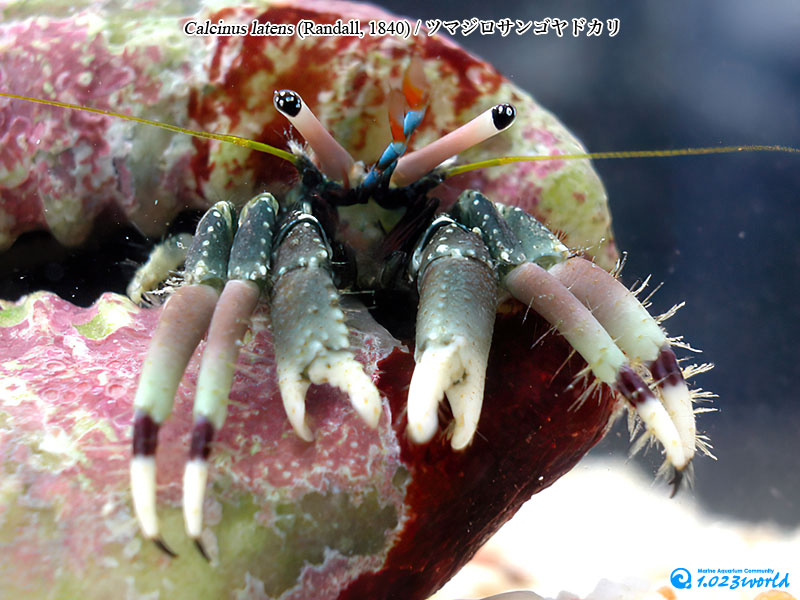 ツマジロサンゴヤドカリ/Calcinus latens