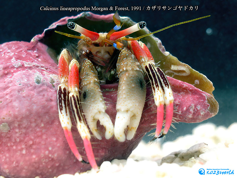 カザリサンゴヤドカリ/Calcinus lineapropodus