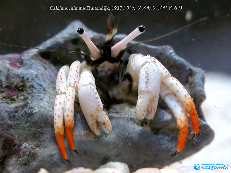 アカツメサンゴヤドカリ/Calcinus minutus