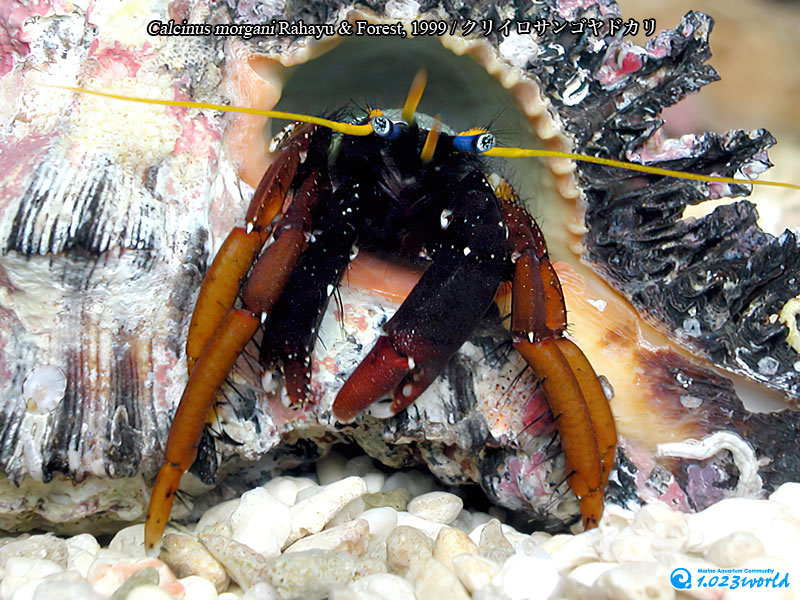 クリイロサンゴヤドカリ/Calcinus morgani