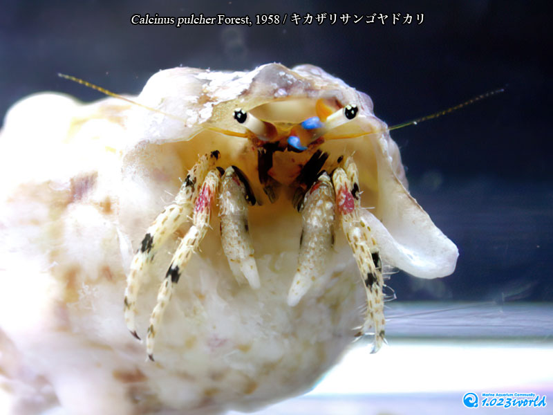キカザリサンゴヤドカリ/Calcinus pulcher