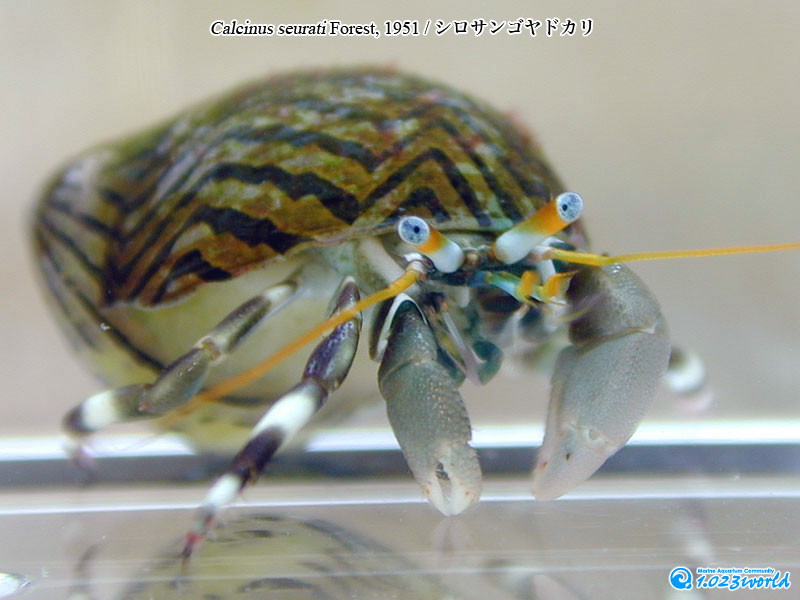 シロサンゴヤドカリ/Calcinus seurati