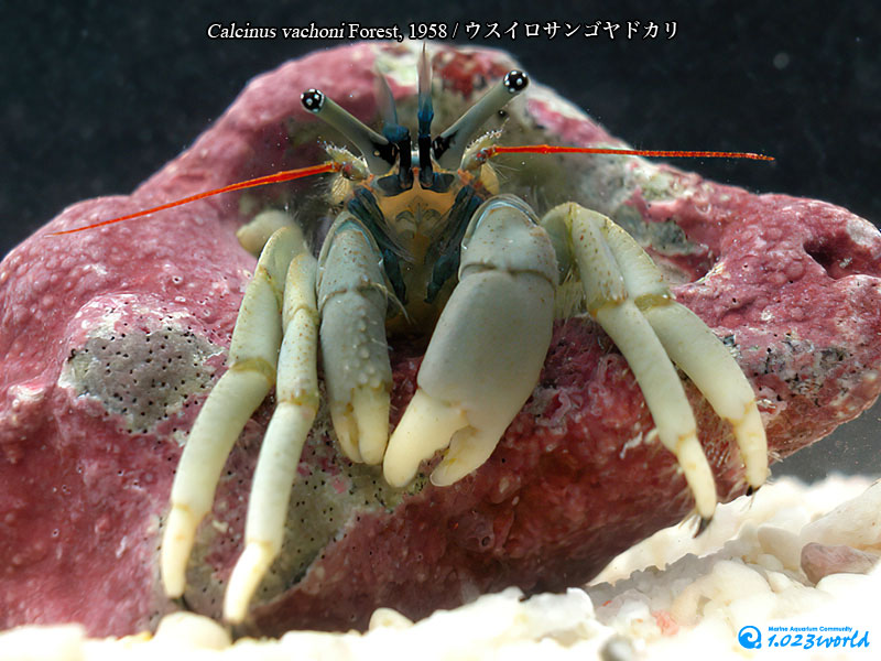 ウスイロサンゴヤドカリ/Calcinus vachoni