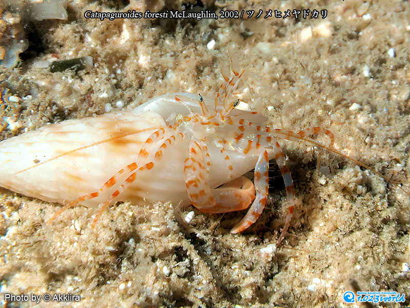 ツノメヒメヤドカリ/Catapaguroides foresti