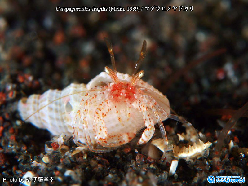 マダラヒメヤドカリ/Catapaguroides fragilis
