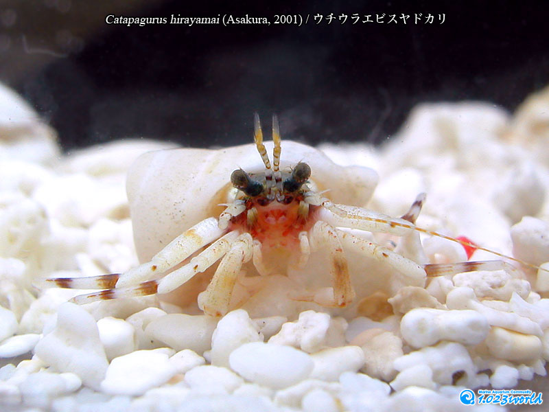 ウチウラエビスヤドカリ/Catapagurus hirayamai