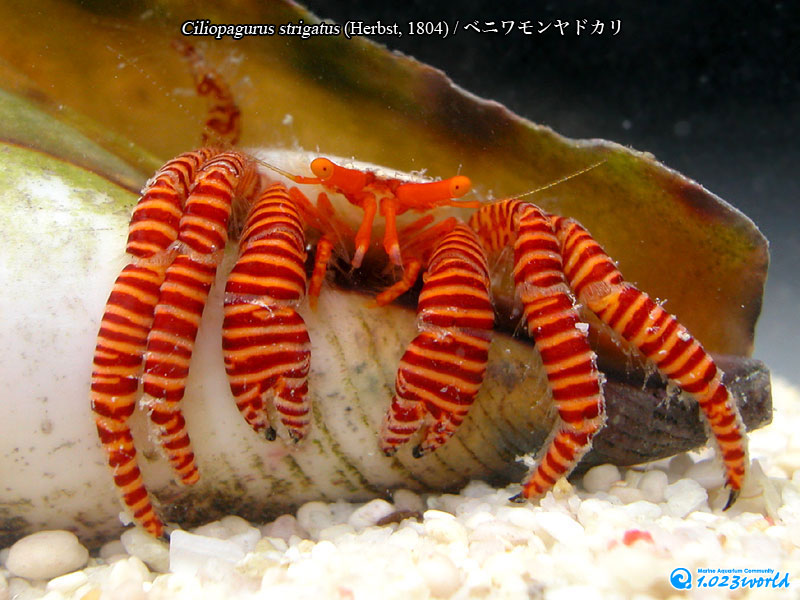 ベニワモンヤドカリ/Ciliopagurus strigatus