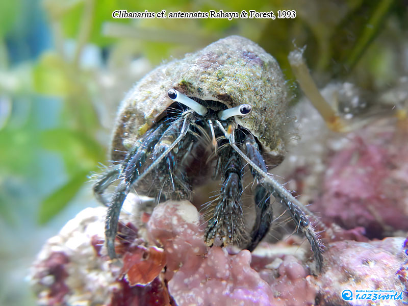 和名未定/Clibanarius antennatus