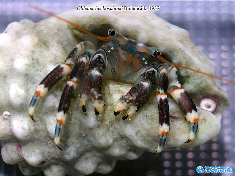 和名未定/Clibanarius boschmai