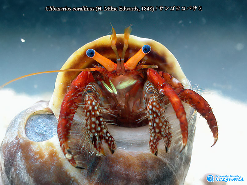 サンゴヨコバサミ/Clibanarius corallinus
