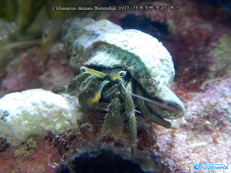 ワカクサヨコバサミ/Clibanarius demani