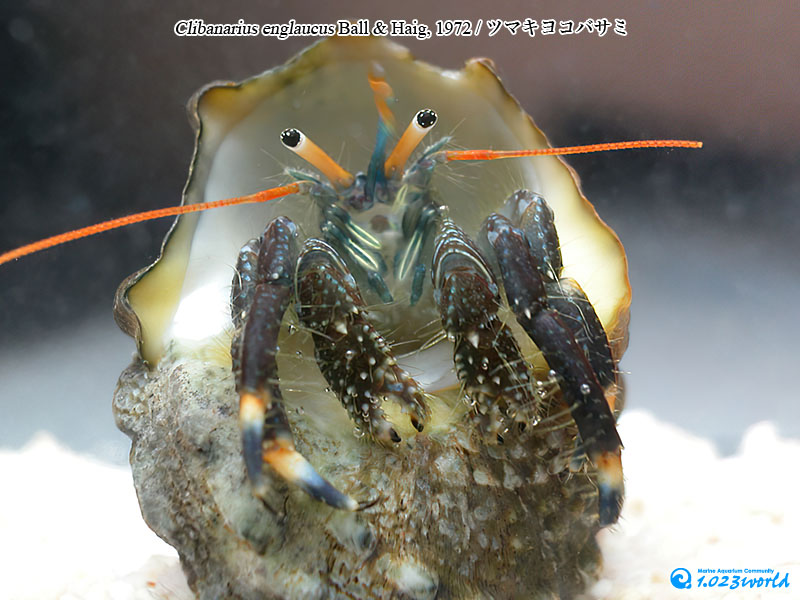 ツマキヨコバサミ/Clibanarius englaucus