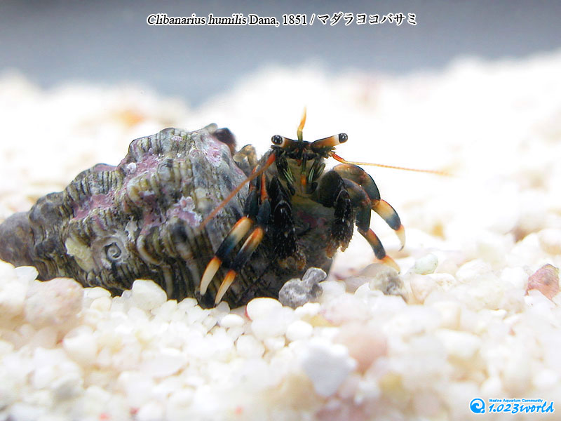 マダラヨコバサミ/Clibanarius humilis