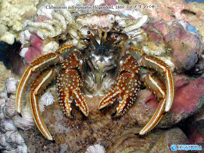 コブヨコバサミ/Clibanarius infraspinatus