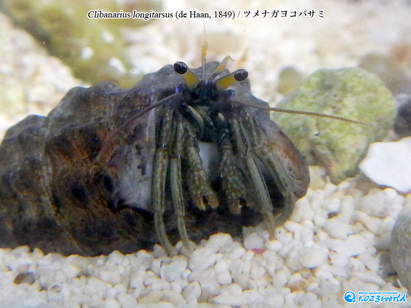 ツメナガヨコバサミ/Clibanarius longitarsus