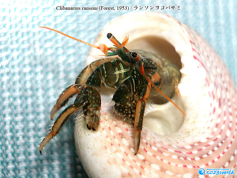 ランソンヨコバサミ/Clibanarius ransoni