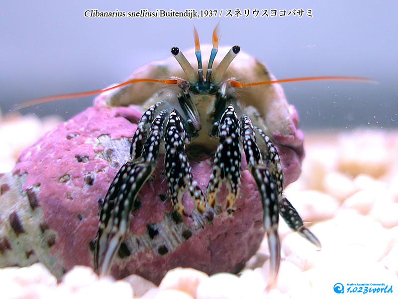 スネリウスヨコバサミ/Clibanarius snelliusi