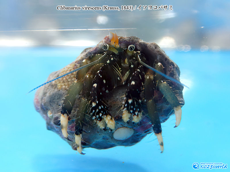 イソヨコバサミ/Clibanarius virescens