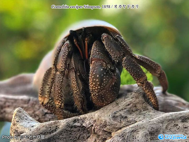 オカヤドカリ/Coenobita cavipes