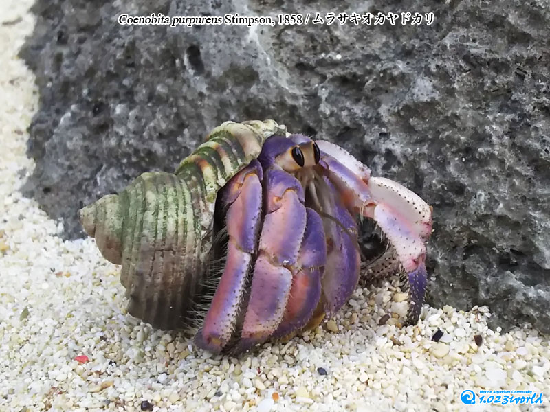 ムラサキオカヤドカリ/Coenobita purpureus