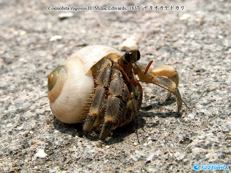 ナキオカヤドカリ/Coenobita rugosus