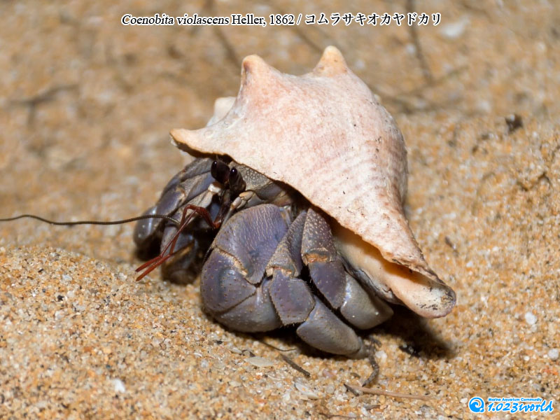 コムラサキオカヤドカリ/Coenobita violascens
