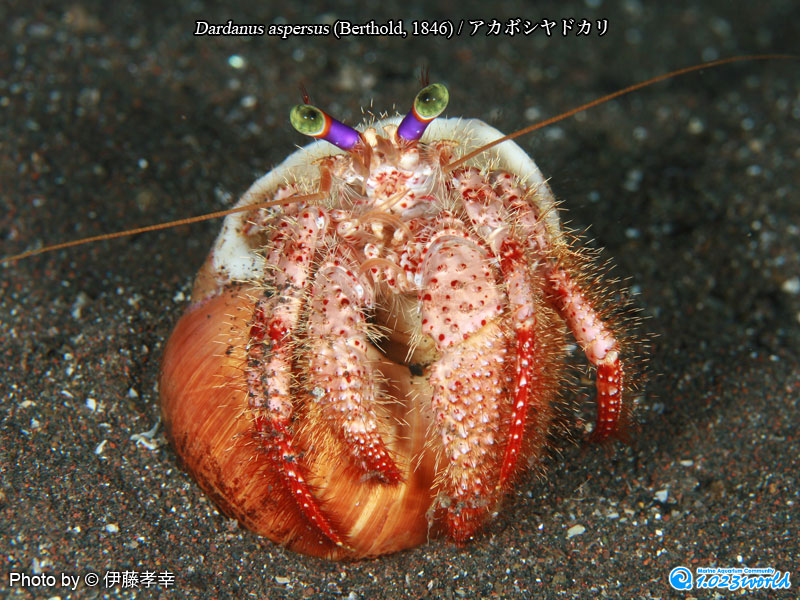 アカボシヤドカリ/Dardanus aspersus