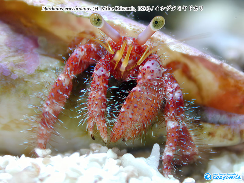 イシダタミヤドカリ/Dardanus crassimanus
