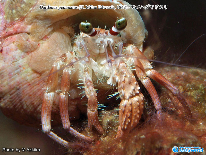 サメハダヤドカリ/Dardanus gemmatus