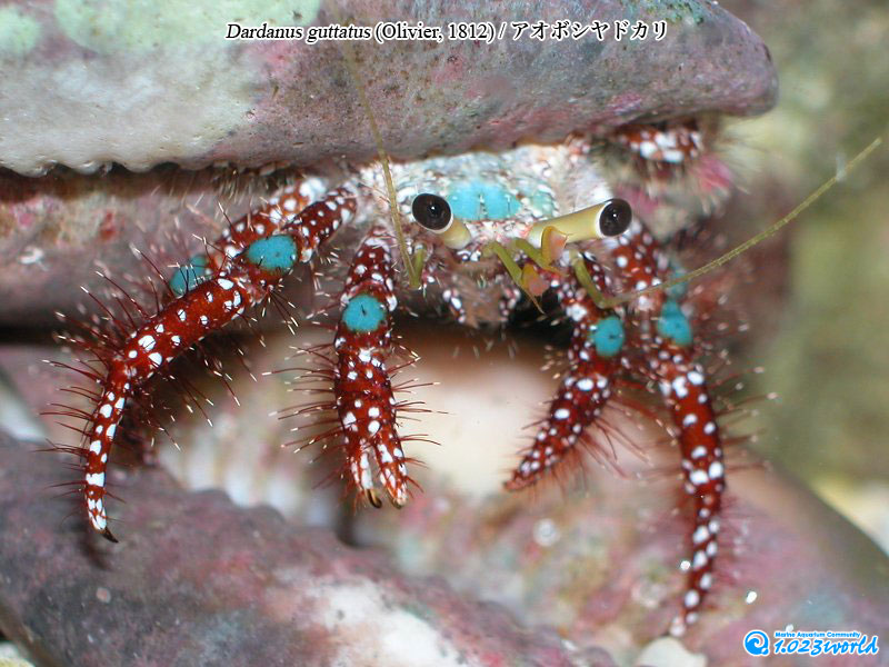 アオボシヤドカリ/Dardanus guttatus