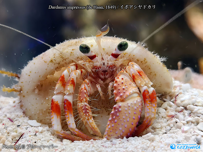 イボアシヤドカリ/Dardanus impressus
