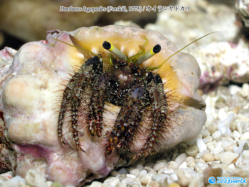 オイランヤドカリ/Dardanus lagopodes