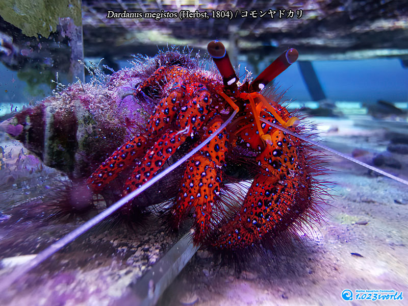 コモンヤドカリ/Dardanus megistos