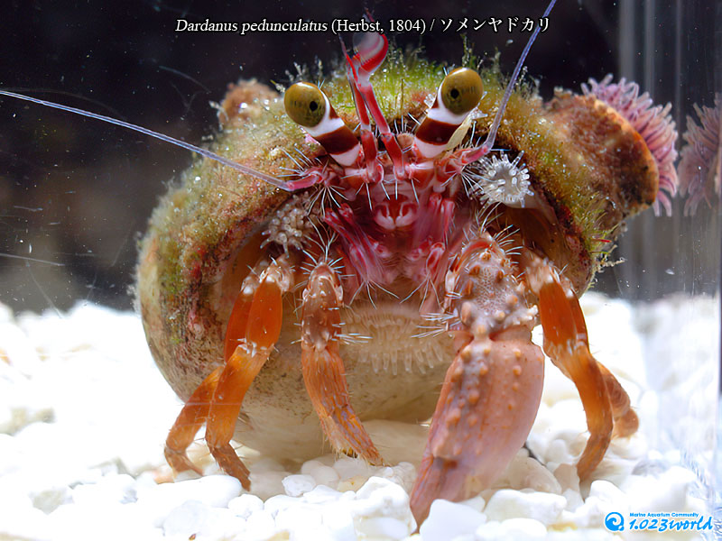 ソメンヤドカリ/Dardanus pedunculatus