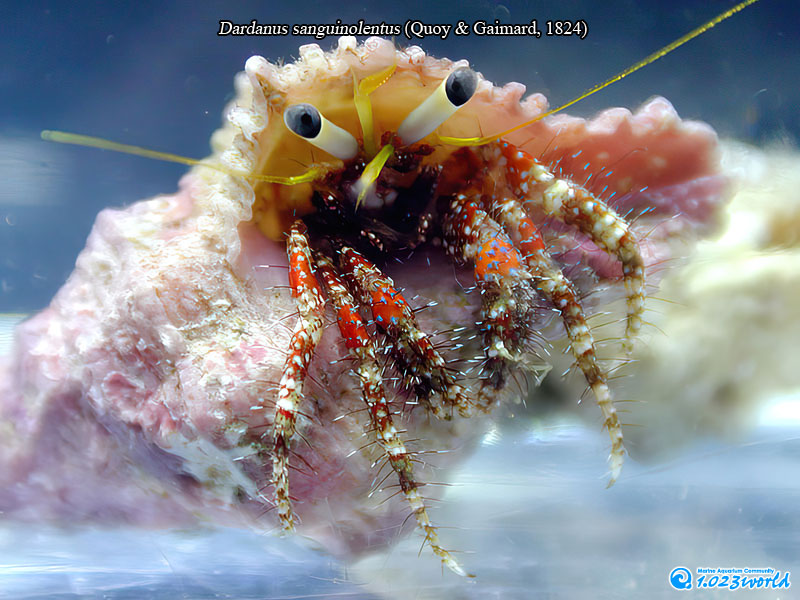 和名未定/Dardanus sanguinolentus
