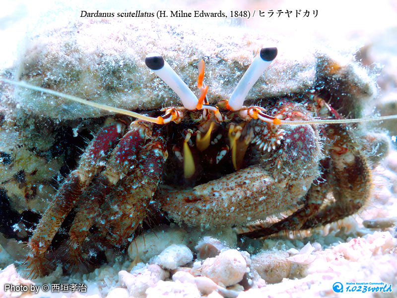 ヒラテヤドカリ/Dardanus scutellatus