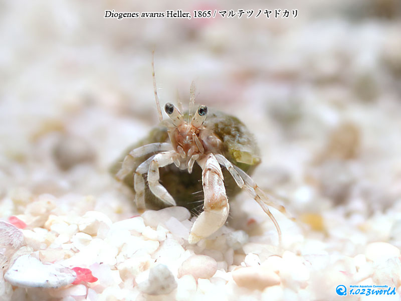 マルテツノヤドカリ/Diogenes avarus