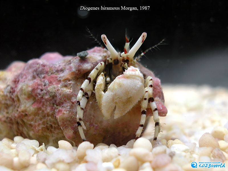 和名未定/Diogenes biramus