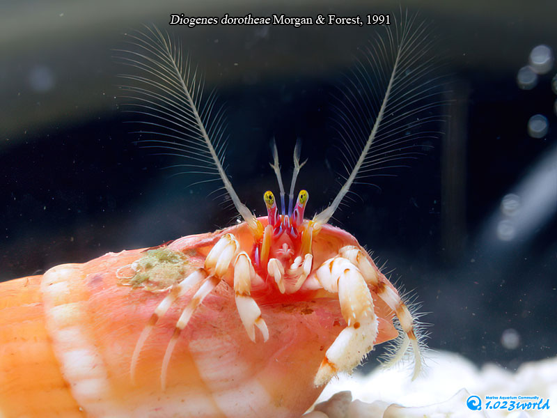 和名未定/Diogenes dorotheae