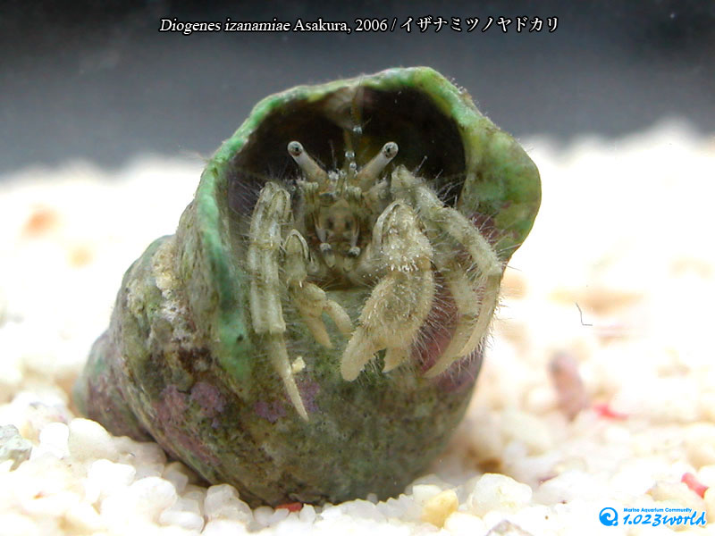イザナミツノヤドカリ/Diogenes izanamiae