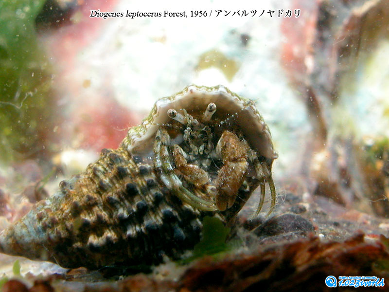 アンパルツノヤドカリ/Diogenes leptocerus