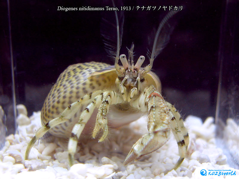 テナガツノヤドカリ/Diogenes nitidimanus