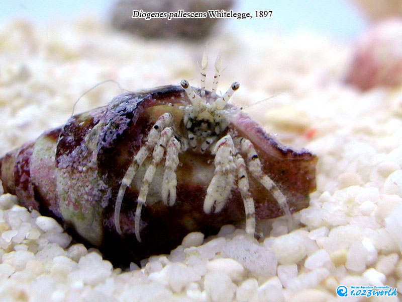 和名未定/Diogenes pallescens