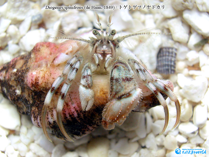 トゲトゲツノヤドカリ/Diogenes spinifrons