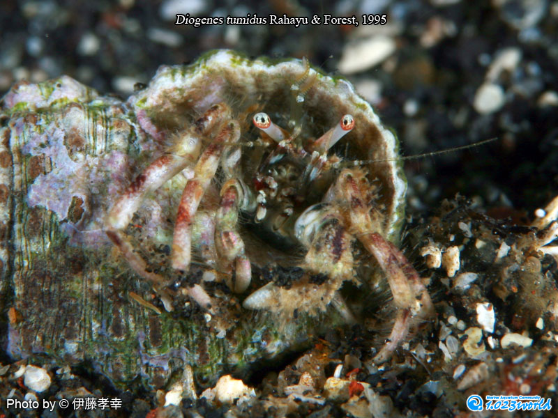 和名未定/Diogenes tumidus
