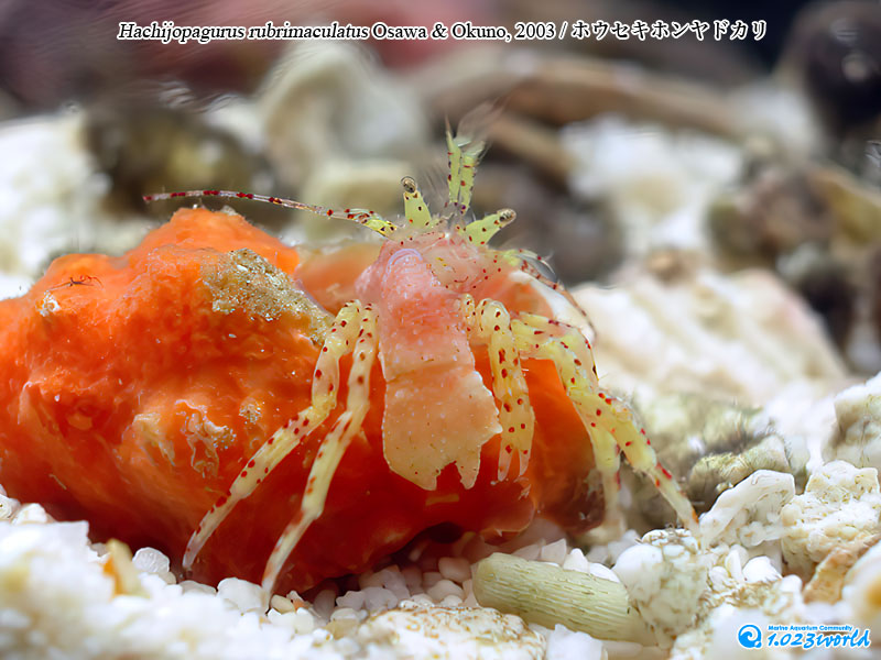 ホウセキホンヤドカリ/Hachijopagurus rubrimaculatus