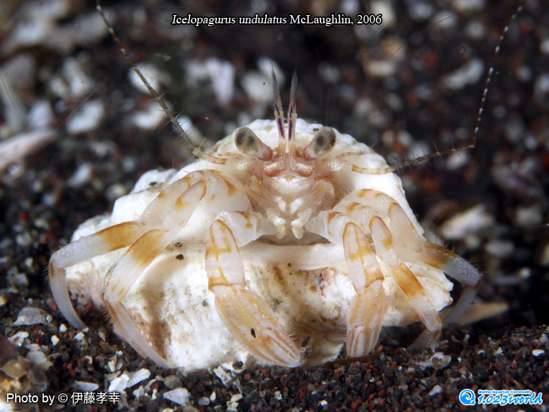 和名未定/Icelopagurus undulatus